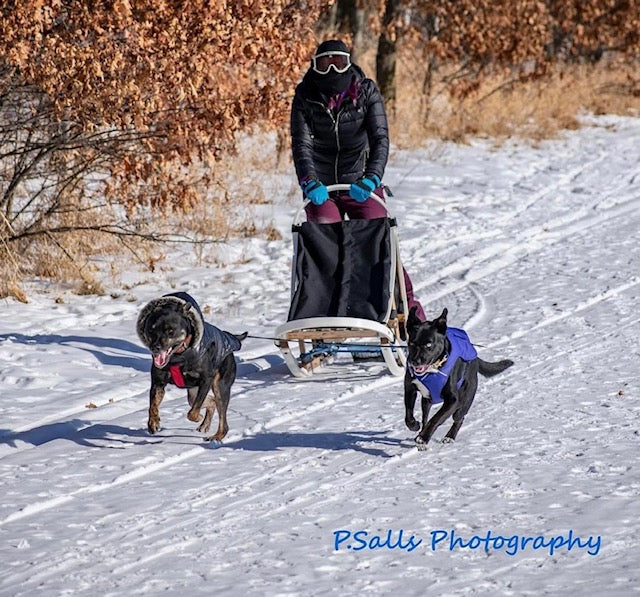 Tips to Start Training your Dog for Kicksledding: Q&A with the Owner o –  Brave The Snow