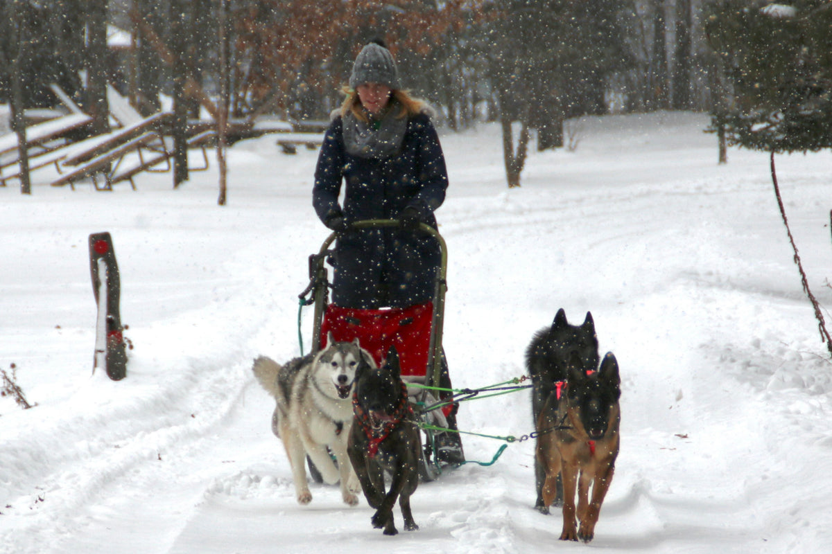 Single dog outlet sled harness