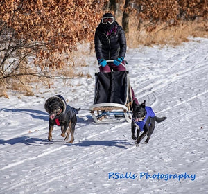 Tips to Start Training your Dog for Kicksledding: Q&A with the Owner of Jack and the Pack, Dog Powered Sports