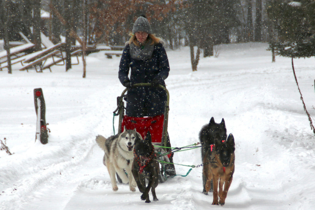 Interview with Chasing the Wolves: Tips for Beginner Mushing and Kicksledding with Dogs